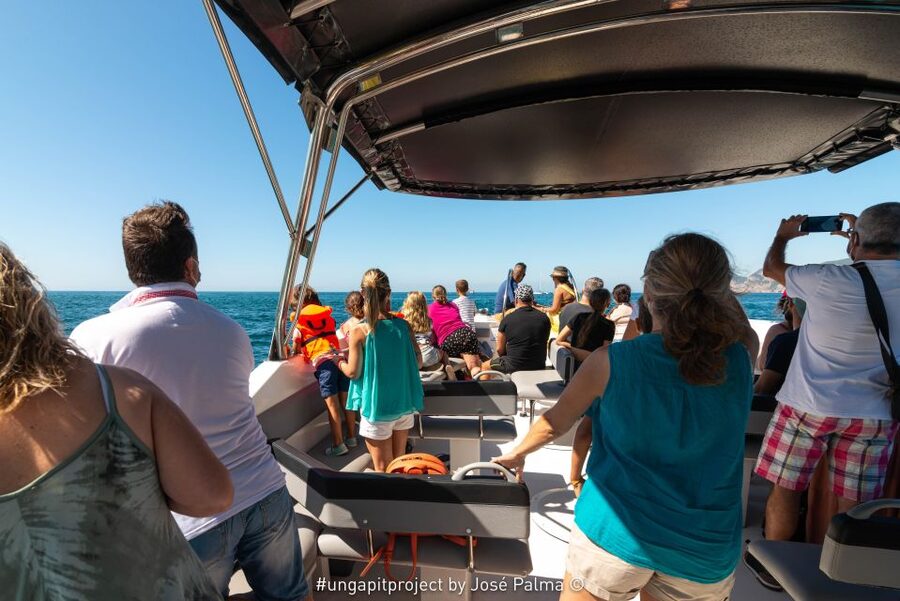Setúbal: Dolphin Watching Boat Tour - Is It Worth $53 for a 2-Hour Speedboat? A Value Check