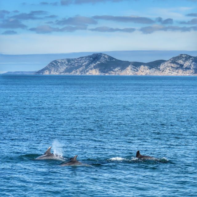 Setúbal: Dolphin Watching Tour - Key Things You’ll Notice on This Catamaran Dolphin Tour