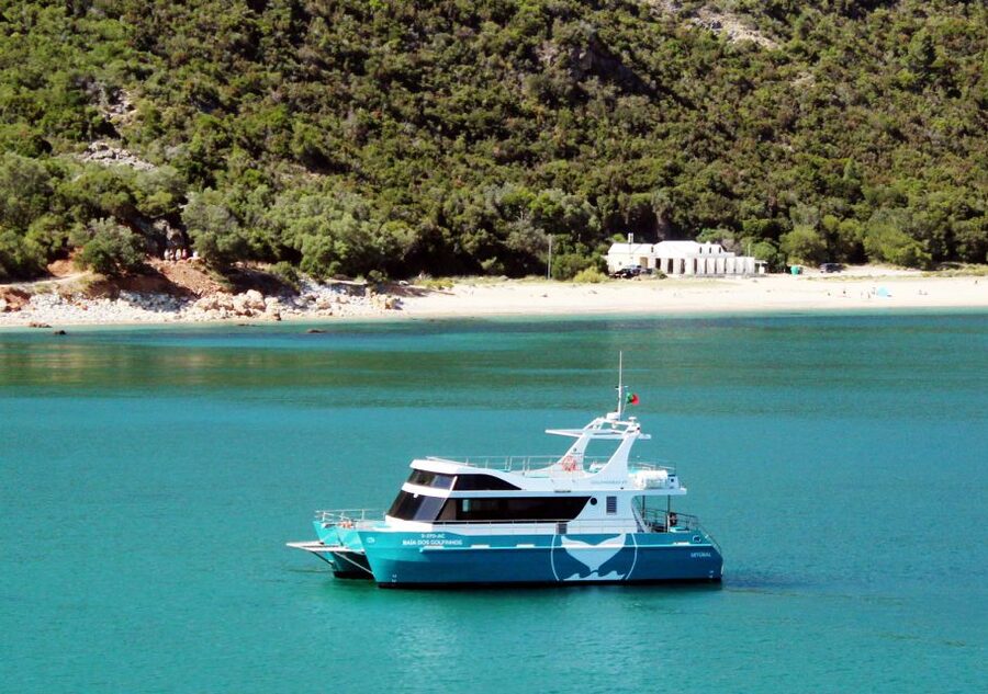 Setúbal: Dolphin Watching Tour - Why Setúbal Dolphins Feel More Real Than a Typical Boat Trip