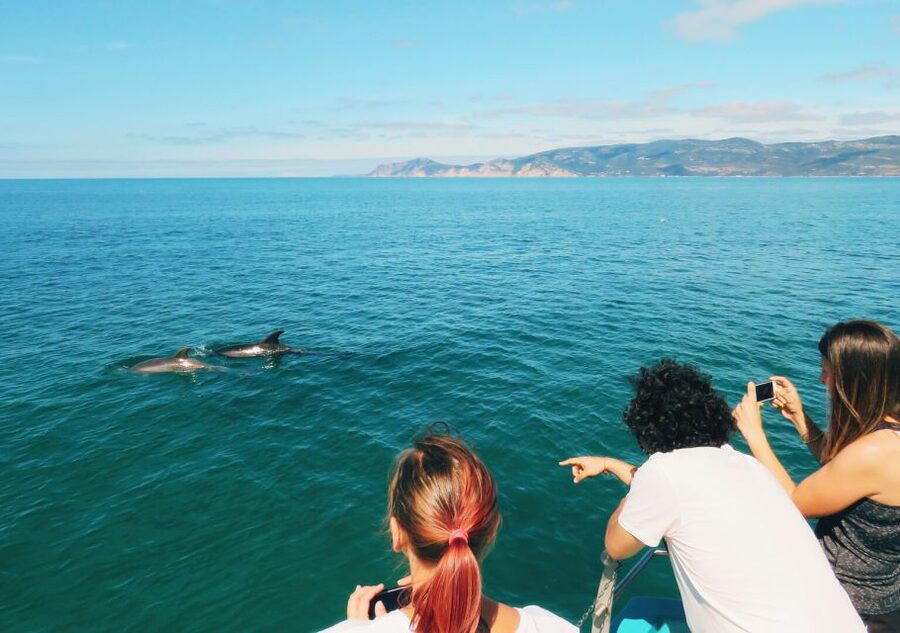 Setúbal: Dolphin Watching Tour - Who This Tour Best Fits (And Who Might Want to Think Twice)