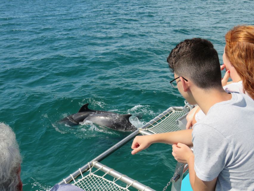 Setúbal: Dolphin Watching Tour - Meeting at the Yellow Clock Tower by the Fishing Harbour