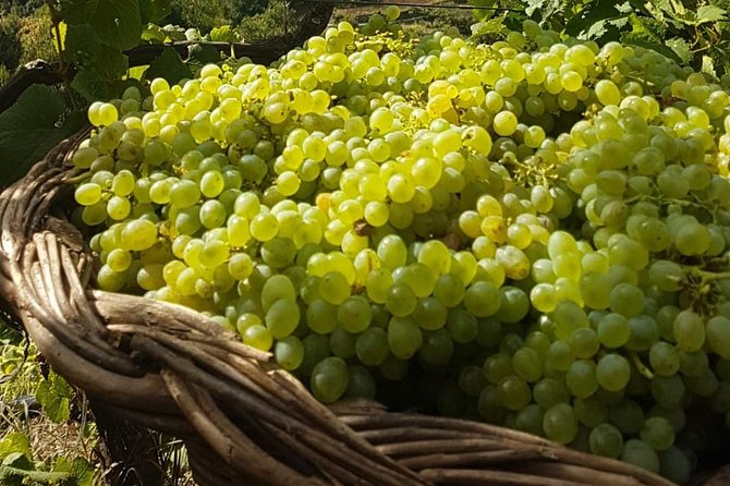Skywalk with Wines Tasting and Vineyards Half day 4x4 Adventure - Wine tasting in Madeira: what you should expect at the table