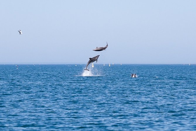Small Group Dolphin and Wildlife Watching Tour in Faro - Meeting at Ginásio Clube Naval and getting on the RIB