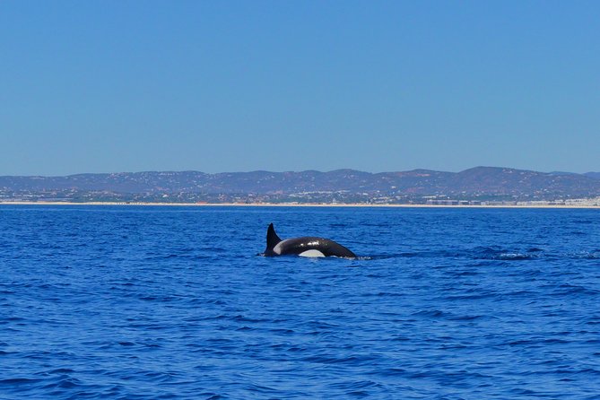 Small Group Dolphin and Wildlife Watching Tour in Faro - How the marine biologists spot dolphins (and why it’s more than sightseeing)