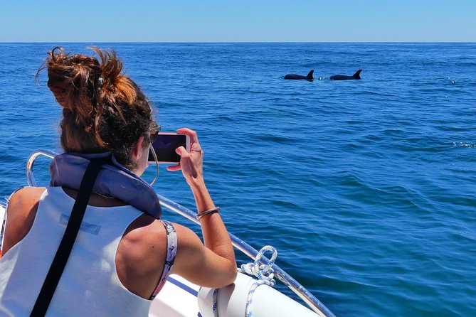 Small Group Dolphin and Wildlife Watching Tour in Faro - Wildlife you might see beyond dolphins