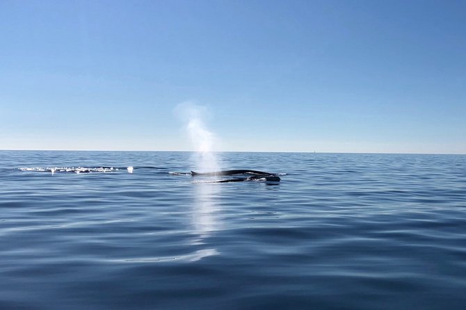 Small Group Dolphin and Wildlife Watching Tour in Faro - How long you’re really out on the water