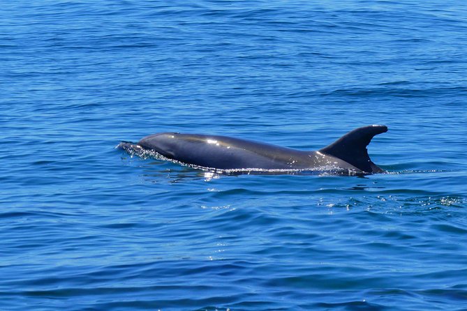 Small Group Dolphin and Wildlife Watching Tour in Faro - Boat comfort, safety, and what to pack in Faro