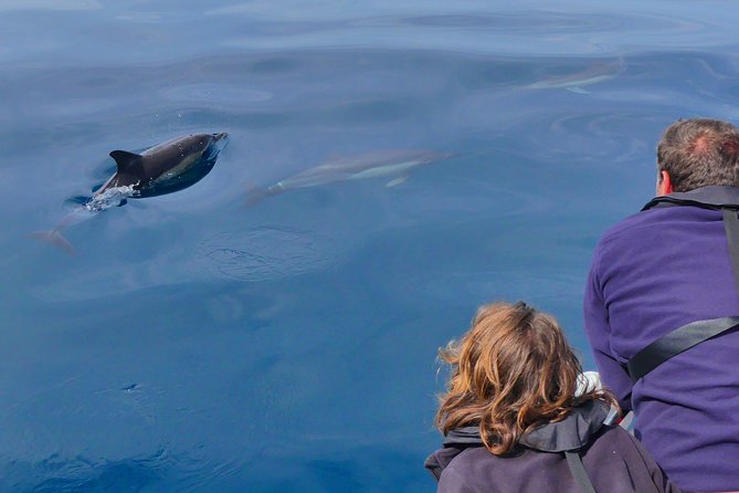 Small Group Dolphin and Wildlife Watching Tour in Faro - Small group size and the attention you actually feel