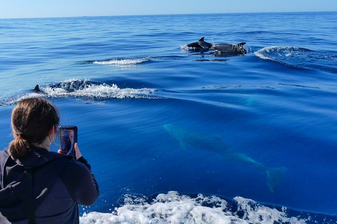 Small Group Dolphin and Wildlife Watching Tour in Faro - Cruising from Ria Formosa toward the open Atlantic