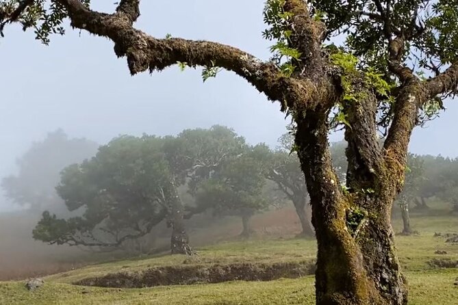 Small Group West Tour Waterfalls & Fanal Forest Tour - Cabo Girao Skywalk: The Optional Sea-Cliff Moment That Costs Extra