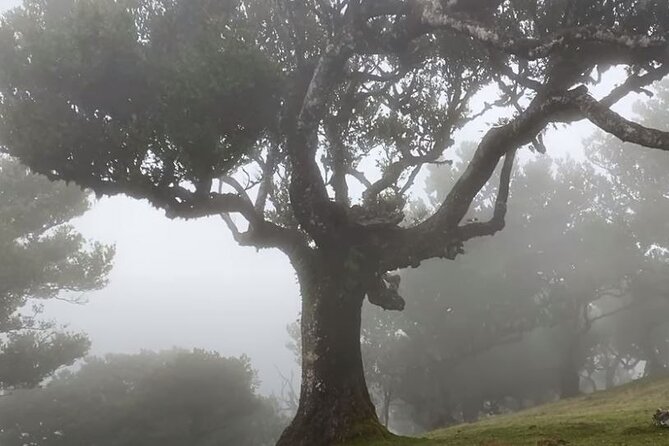 Small Group West Tour Waterfalls & Fanal Forest Tour - Miradouro do Véu da Noiva: A Quick Waterfall Stop on the Famous North Road