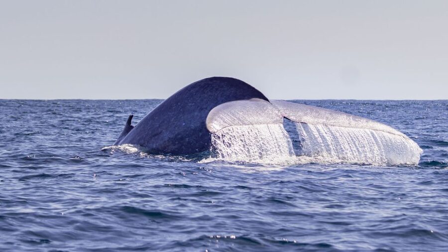 Terceira: Half-Day Dolphin and Whale Watching Tour - Where you start: Picos de Aventura and Angra do Heroísmo
