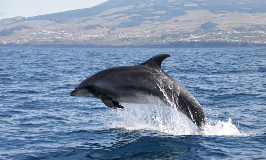Terceira: Half-Day Dolphin and Whale Watching Tour - The 3-hour ride: pace, speedboat turns, and how to stay comfortable
