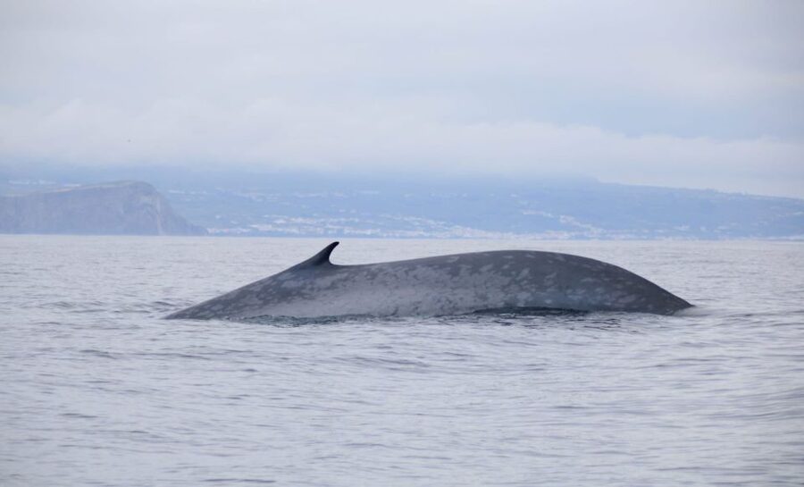 Terceira: Half-Day Dolphin and Whale Watching Tour - The coastline geology: don’t skip the scenery from the water