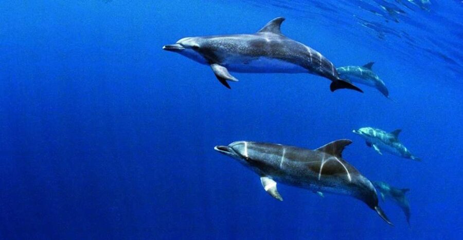 Terceira: Half-Day Dolphin and Whale Watching Tour - Languages and guide style: how it works if you don’t speak Portuguese