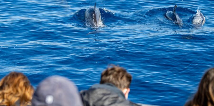 Terceira: Half-Day Dolphin and Whale Watching Tour - The briefing that actually helps you spot whales and dolphins