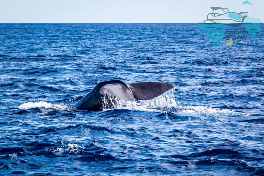 Terceira: Whale and Dolphin Watching in a Zodiac Boat - Key things that make this Terceira Zodiac tour worth your time