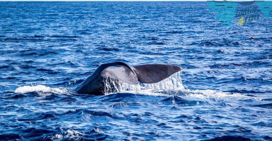 Terceira: Whale and Dolphin Watching in a Zodiac Boat - Terceira whale watching starts at Marina de Angra do Heroísmo