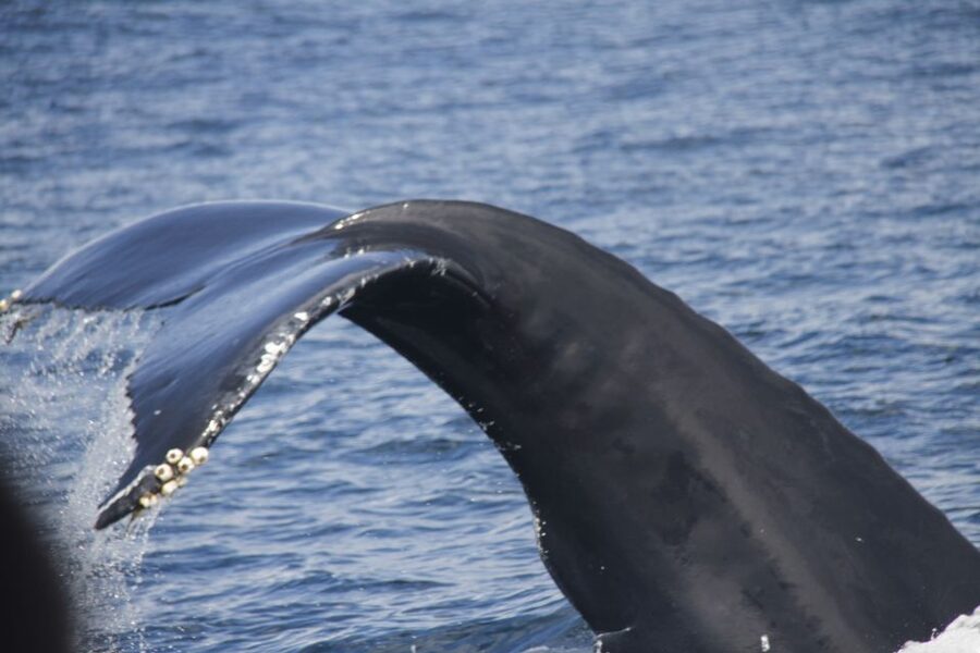Terceira: Whale and Dolphin Watching in a Zodiac Boat - The Zodiac ride: quick, exciting, and a little weather-sensitive