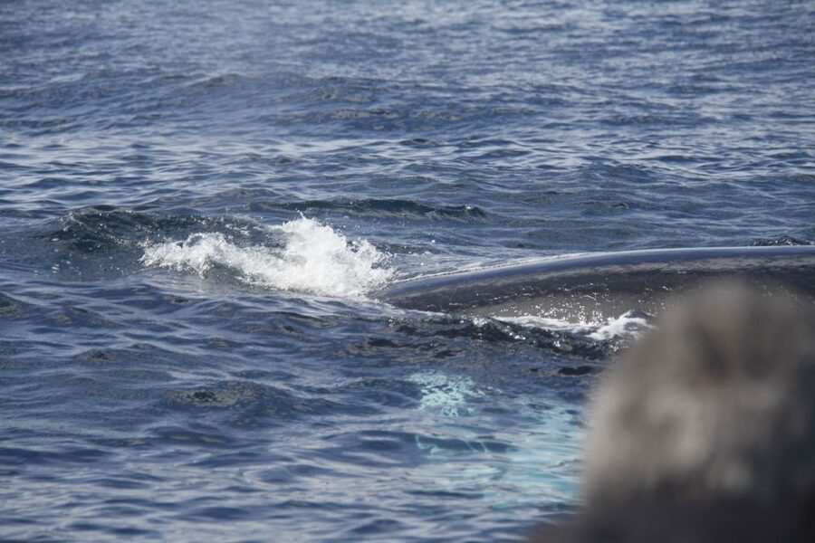 Terceira: Whale and Dolphin Watching in a Zodiac Boat - What you might see in Terceira waters (and why species vary)