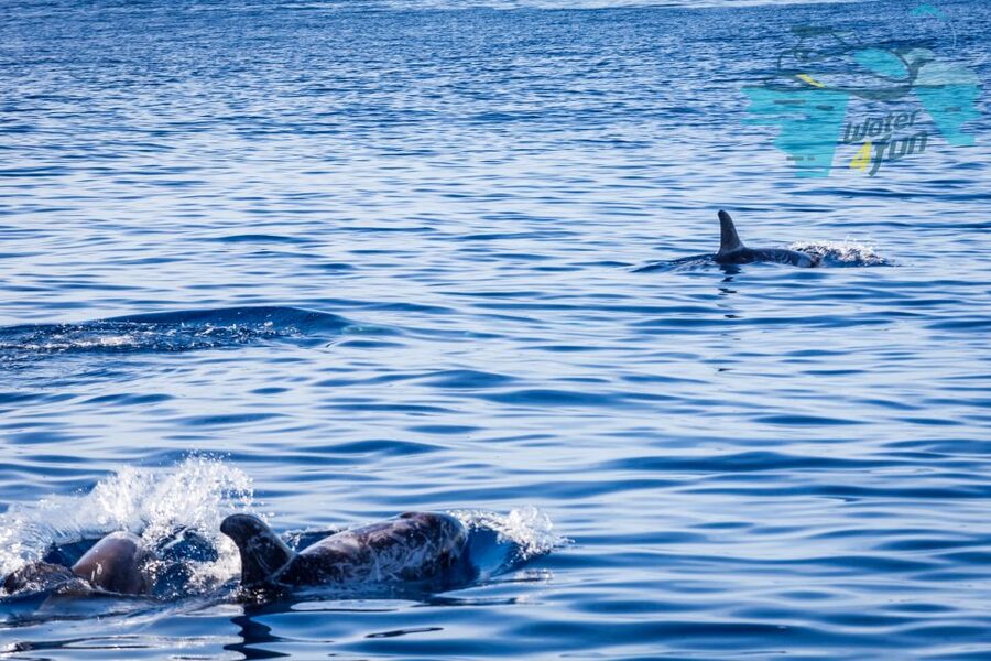 Terceira: Whale and Dolphin Watching in a Zodiac Boat - The “learn as you look” part: how the guides make it click
