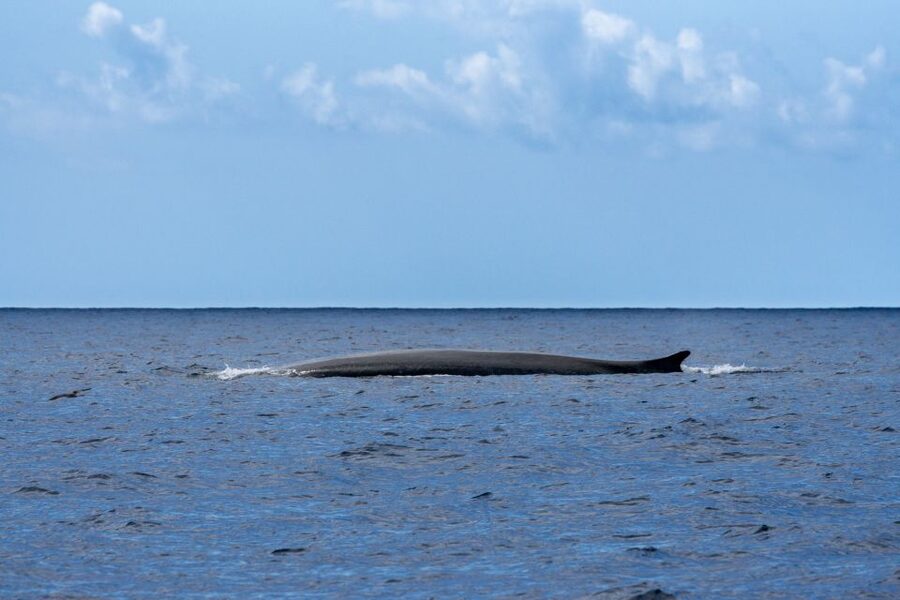 Terceira: Whale and Dolphin Watching in a Zodiac Boat - The itinerary in plain terms: what happens during your 2.5 hours
