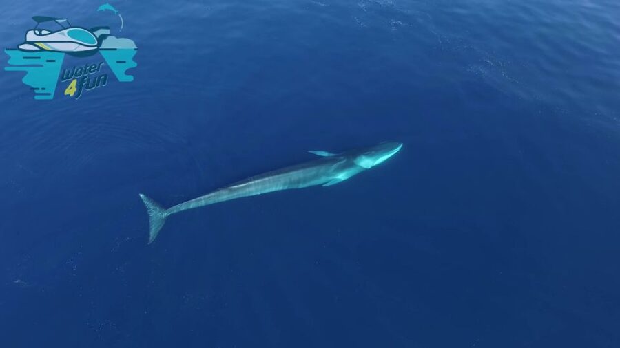 Terceira: Whale and Dolphin Watching in a Zodiac Boat - Value for money: why $82 can be a smart spend