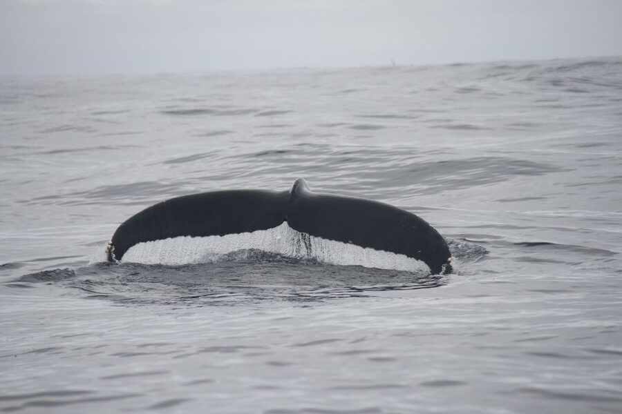 Terceira: Whale and Dolphin Watching in a Zodiac Boat - Who should book this Terceira whale and dolphin tour?