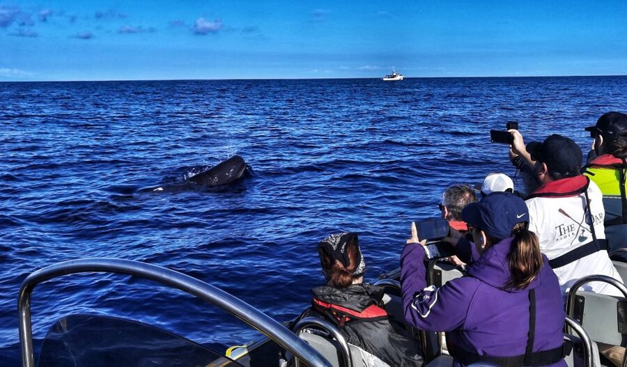 Terceira: Whale and Dolphin Watching in a Zodiac Boat - How the Monte Brasil whale spotter boosts your odds (and your excitement)