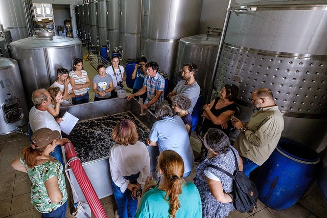 Tour & Wine tasting - Authentic Algarve Flavours by Quinta da Tôr - The 1.5-hour flow that mixes tasting, food, and plenty of calm time