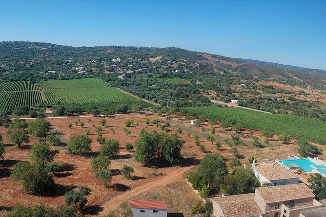 Tour & Wine tasting - Authentic Algarve Flavours by Quinta da Tôr - Wine tasting basics: what you sample and how to make it work for your taste