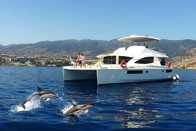 VipDolphins Luxury Whale Watching - Key highlights to know before you go