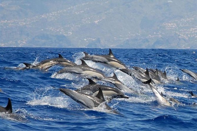 Whale and Dolphin Watching in Calheta, Madeira Island - Key things to know before you book