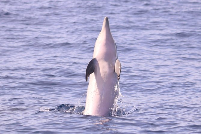 Whale and Dolphin Watching in Calheta, Madeira Island - Where Calheta fits in your Madeira plan