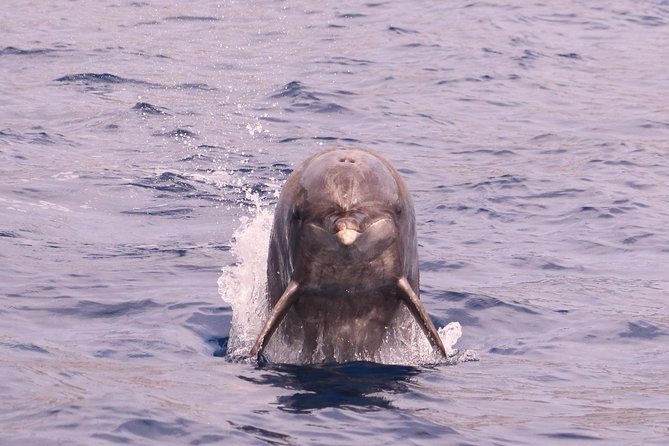 Whale and Dolphin Watching in Calheta, Madeira Island - Why the crew approach makes a difference for you