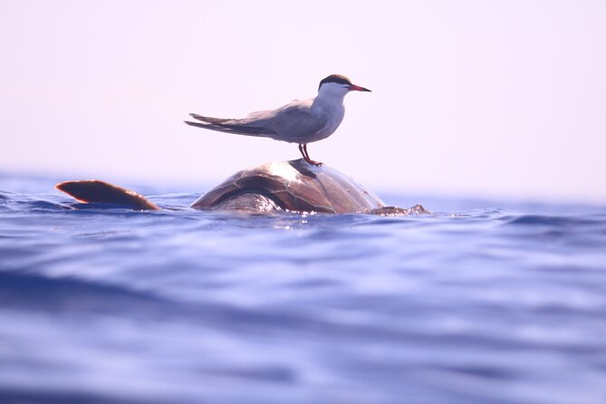 Whale and Dolphin Watching in Calheta, Madeira Island - Views from the deck: the other reason to go