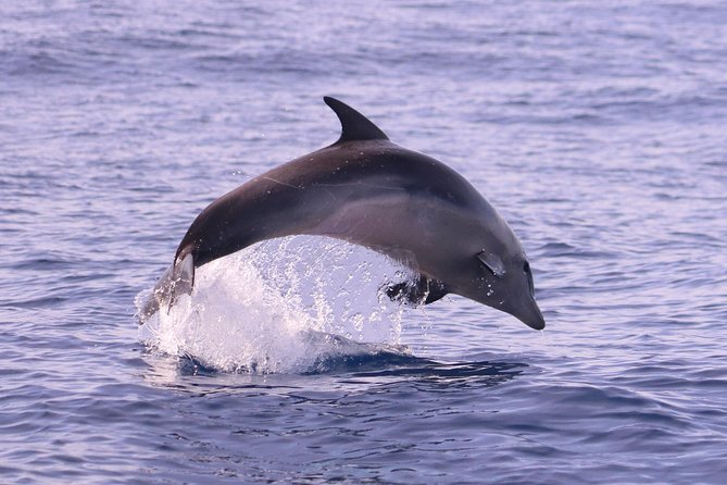 Whale and Dolphin Watching in Calheta, Madeira Island - Price, value, and who this trip fits best