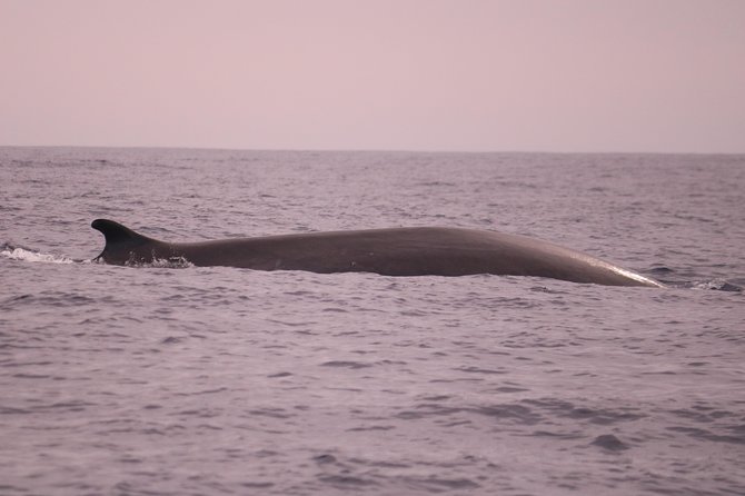 Whale and Dolphin Watching in Calheta, Madeira Island - Practical tips for a smoother, more enjoyable trip