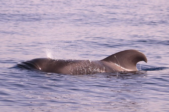 Whale and Dolphin Watching in Calheta, Madeira Island - Transportation and timing around Calheta