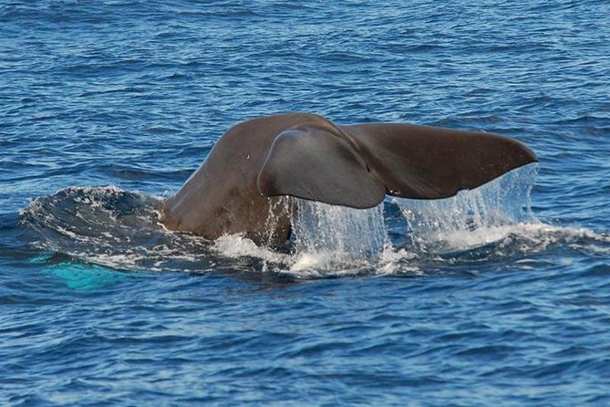 Whale and Dolphin Watching in Calheta, Madeira Island - The 2-hour format, and what each stage feels like