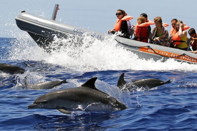 Whale and Dolphin Watching Tour from Funchal - Madeira Whale and Dolphin Watching: Why this trip feels different