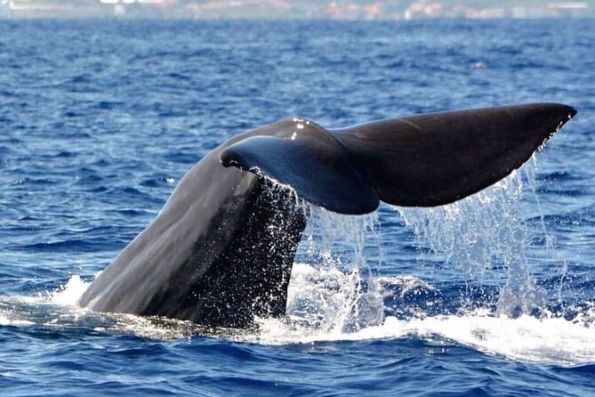 Whale and Dolphin Watching Tour from Funchal - How land lookouts change the odds (and your patience)