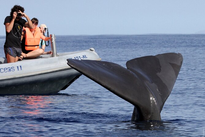 Whale and Dolphin Watching Tour from Funchal - Rota dos Cetáceos: what happens on the water search