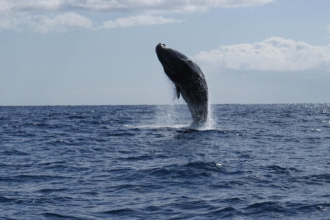 Whale and Dolphin Watching Tour from Funchal - Snorkeling and the dolphin swim question: what is conditional