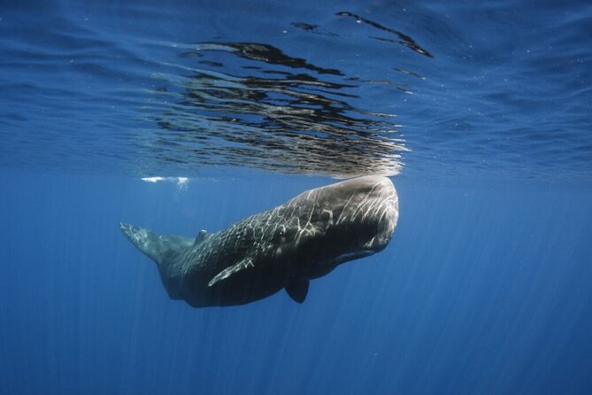 Whale and Dolphin Watching Tour from Funchal - Wildlife variety off Madeira: how it feels when it clicks