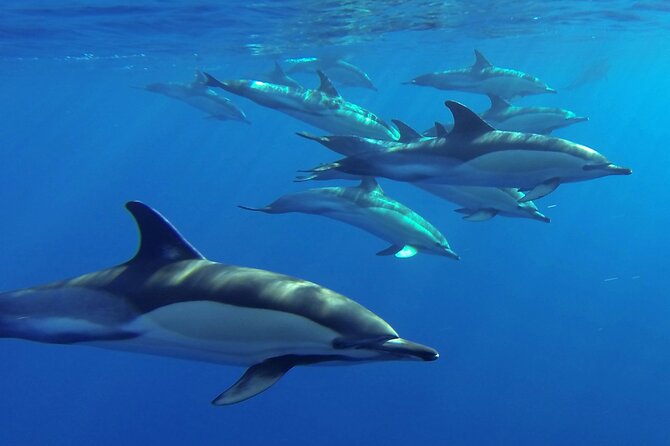 Whale and Dolphin Watching Tour from Funchal - The boat ride from Funchal: comfort, motion, and what to pack