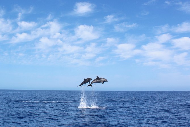 Whale and Dolphin Watching Tour in Madeira - Getting Started at Calheta Marina, On Tales Store