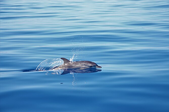 Whale and Dolphin Watching Tour in Madeira - Yacht Miranda: What the Crew Does Well in the First 15 Minutes