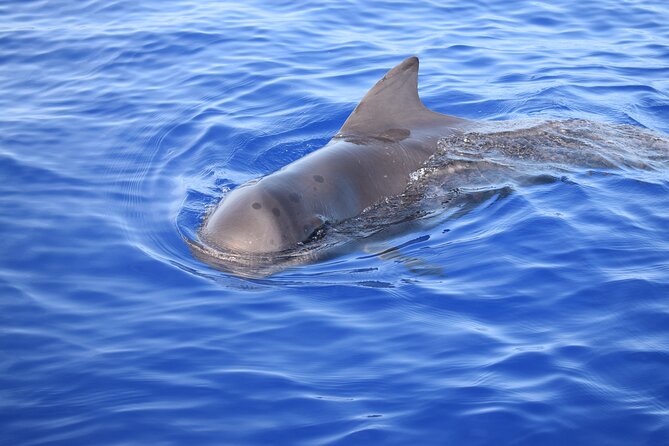 Whale and Dolphin Watching Tour in Madeira - Whale and Dolphin Watching: How It Works and What to Expect