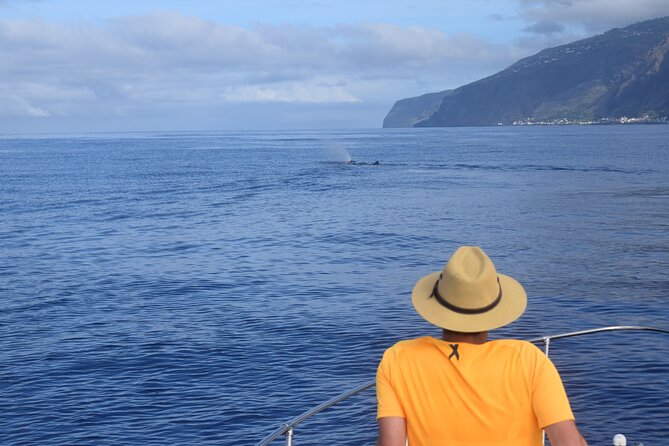 Whale and Dolphin Watching Tour in Madeira - Price and Value: Is $83.44 a Good Deal?